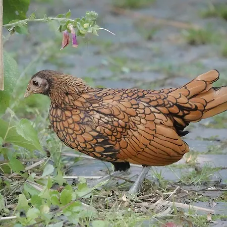Am Dorfbrunnen Apartment *