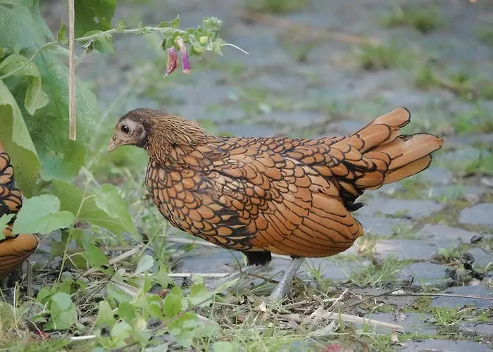 Am Dorfbrunnen شقة *